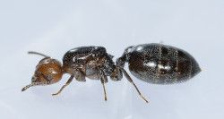 Ant Exterminator