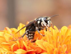 Hornet Pest Control