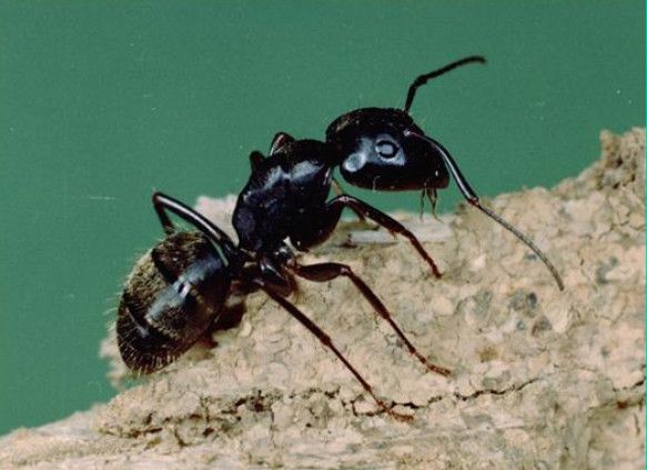 Carpenter Ants Pest Control compressed