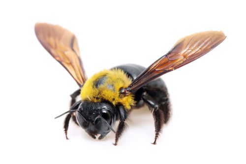 Carpenter Bee and AntEco Pest Control
